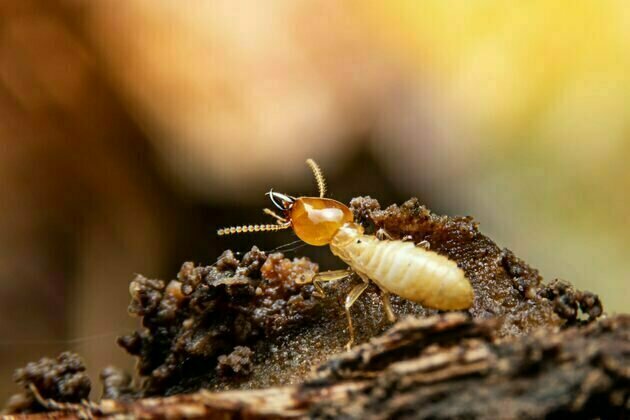 Ancient termite poo reveals 120 million-year-old secrets of Australia's polar forests