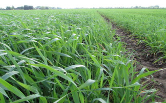 Science into practice: How one Norfolk farm is aiming to bridge the gap between research and farming