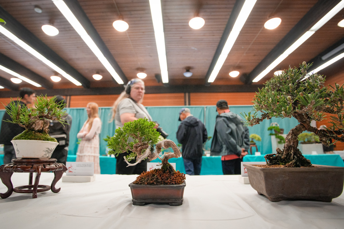 CANADA-VANCOUVER-BONSAI EXHIBITION