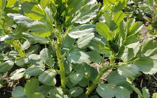 Pea and bean crops still an option for 2025 after SFI disappointment