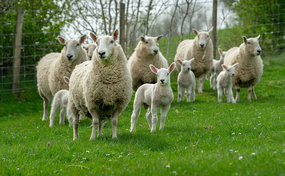 US market to open doors to UK lamb from 2022