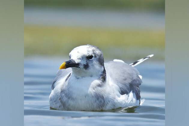 Rare Arctic bird Sabine's Gull makes rare appearance in Nalsarova