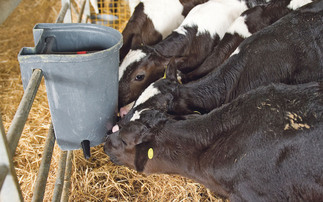 Make sure your milk powder optimises future calf performance