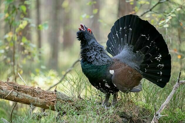 A surprisingly effective way to save the capercaillie: keep its predators well-fed - new research