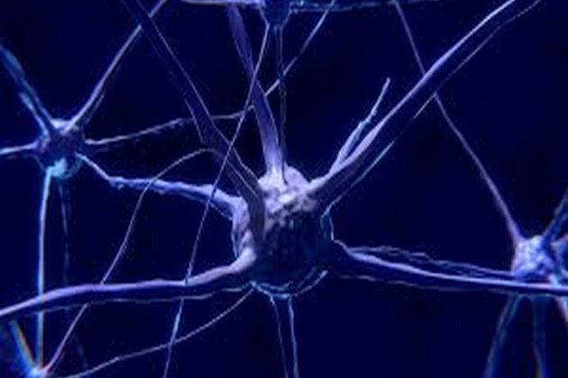Neurons help in reducing seizures in newborns: Study