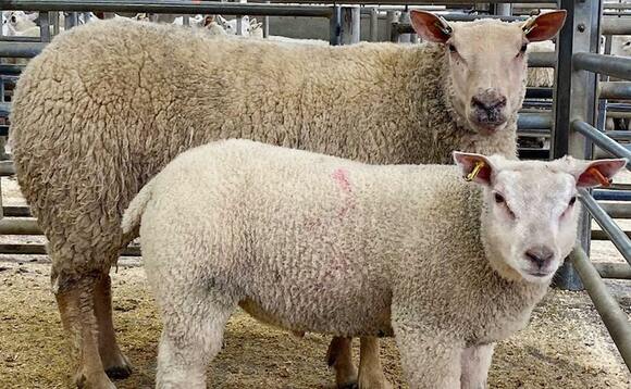 Flying ewe and lamb trade at Skipton