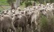 Wool growers decide on levy and OJD future