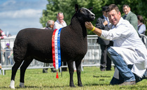 Zwartbles takes top spot in the sheep rings at Royal Three Counties