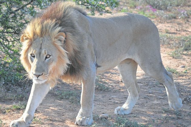 Three children killed by Lions in Tanzania