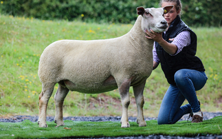 Betty Boo leads Dalby Charollais reduction