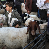 MIDEAST-HEBRON-EID AL-ADHA-MARKET