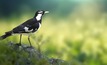 Kulbarni is the Nyoongar word for magpie. Photo: Pixabay