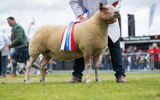 Balmoral Show: Rouge shearling reigns supreme in the sheep rings 