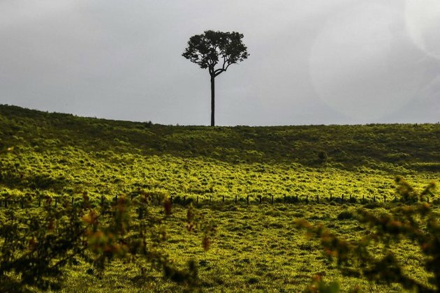 Brazil: Cutting Trees for China Threatens Amazon Rain Forest