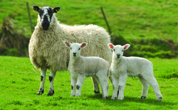 OPINION: A stubborn ewe and a short fuse – lambing time fun