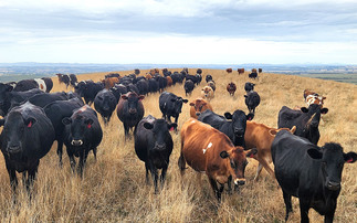 Australia hails big year for beef and sheepmeat exports