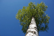 TRADA grading courses tackle hardwood 