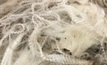  Shorn wool production is forecast to drop 6.3 per cent.