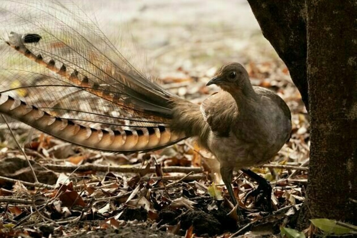 Australia's superb lyrebirds 'farm' the forest floor to increase their prey - a behaviour rarely seen in nature