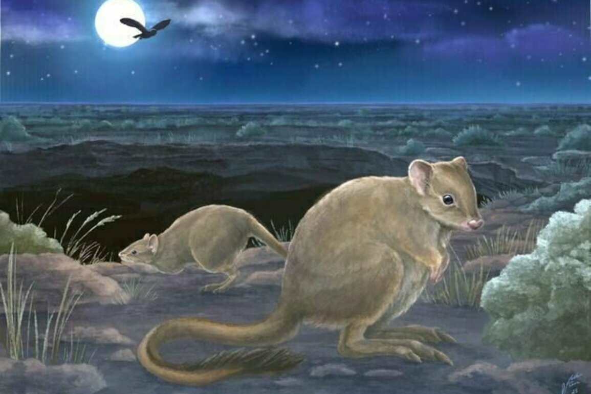 Australia has some new marsupial species -but they're already extinct
