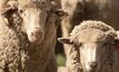 Sheep science key to industry's future