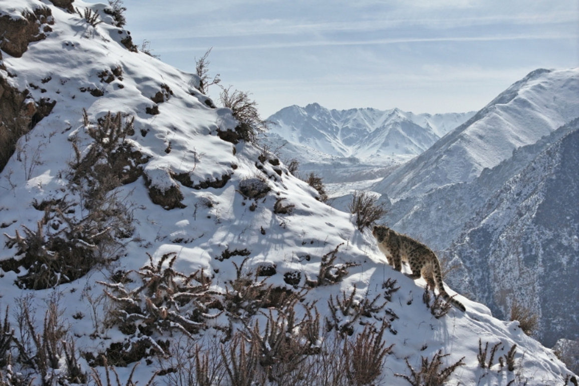 CHINA-GANSU-SNOW LEOPARD-IMAGES (CN)