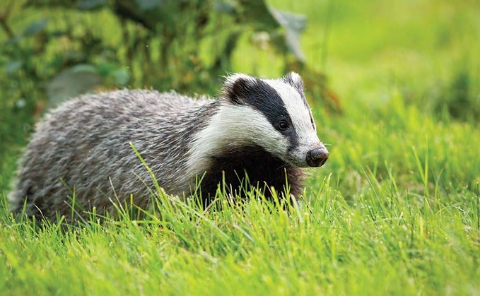 New report says badgers are a threat to red-listed bird species