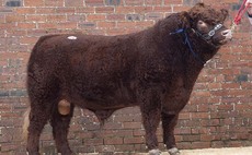High of 24,000gns for Luing bulls at Castle Douglas