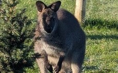Wes the wallaby escapes from Devon farm