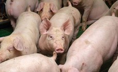 Pig producers still making heavy losses