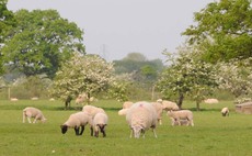 New traceability service for sheep will go live in November