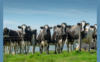Distressing anti-dairy cinema advert banned