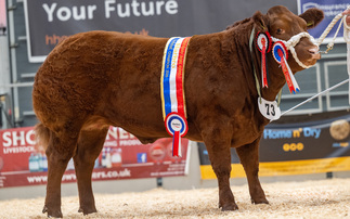 Limousin cross heifer Bella triumphs for second time at Agri Expo