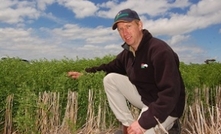 Hurricane lentil blows away growers