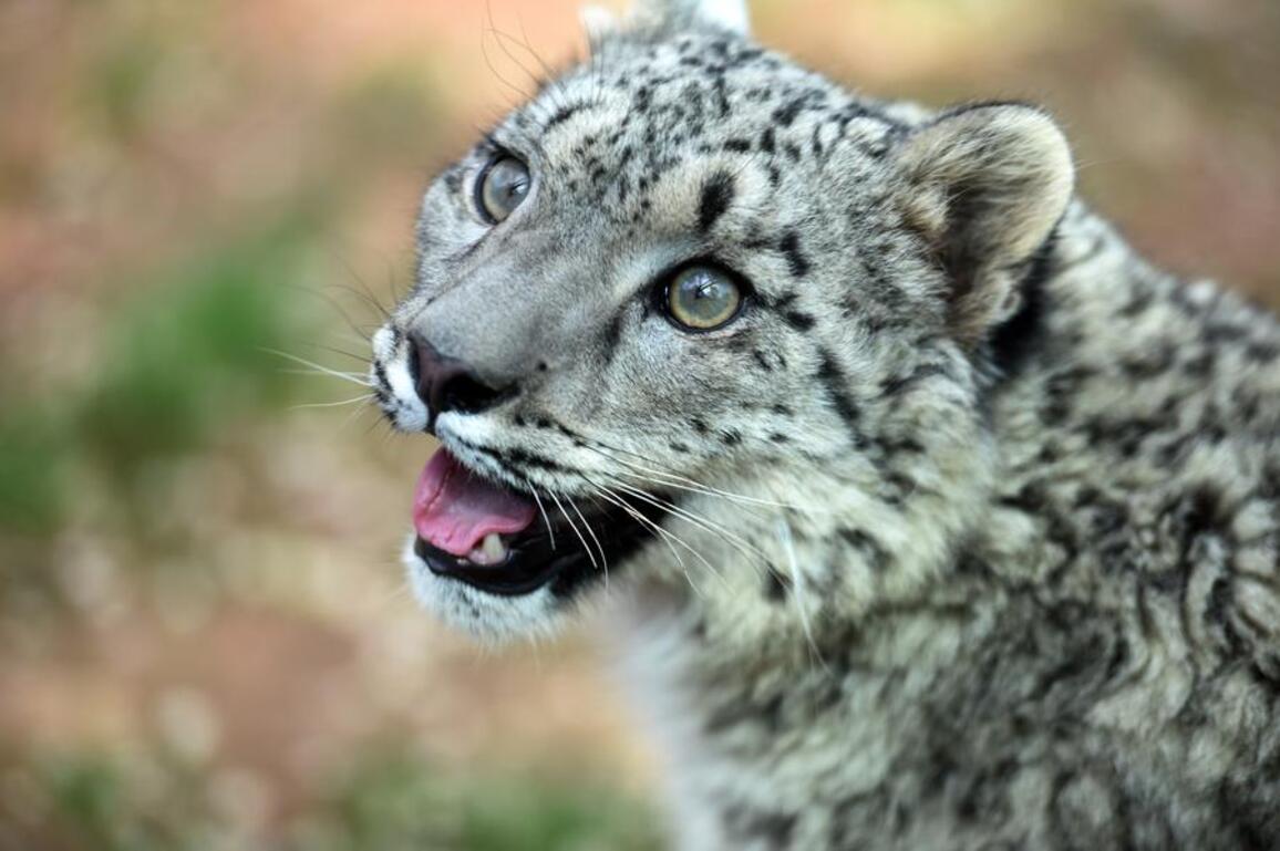 "Snow Leopard City" in NW China serves as urban conservation model