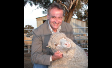  Lead researcher Phil Hynd said the new biological approach is different to Bioclip, to allow for the fleece to stay on the sheep for several weeks. Photo courtesy of AWI. 