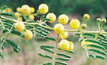 New research ramps up fight against prickly acacia