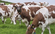Be precise with spring dairy diets