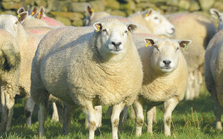Blowfly Emergence Forecast launched to help sheep farmers stay ahead of flystrike risk