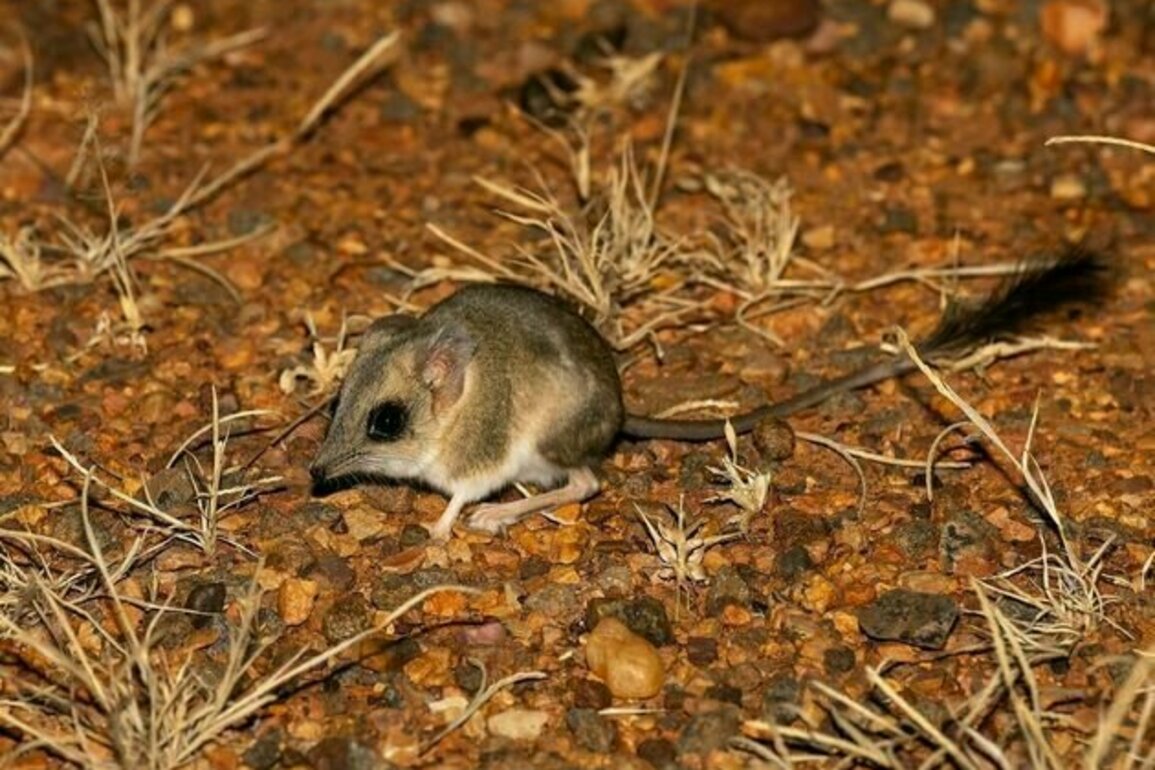 Kultarrs are tiny, cryptic creatures that only come out at night. Scientists are finally learning how they live