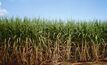 Sweet victory as sugar increases $100m