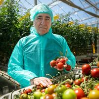 Tomato virus pivot shifts strategy, giving hope to growers