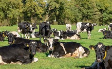 Grazing cows on a robotic system