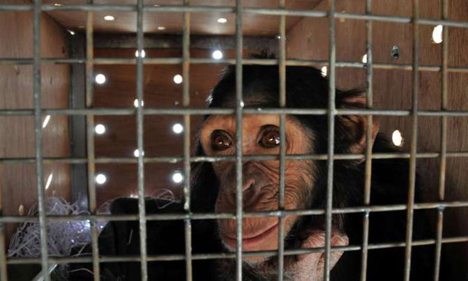 Smoking chimp from Iraq finds refuge in Kenya Smoking chimp from Iraq finds refuge in Kenya