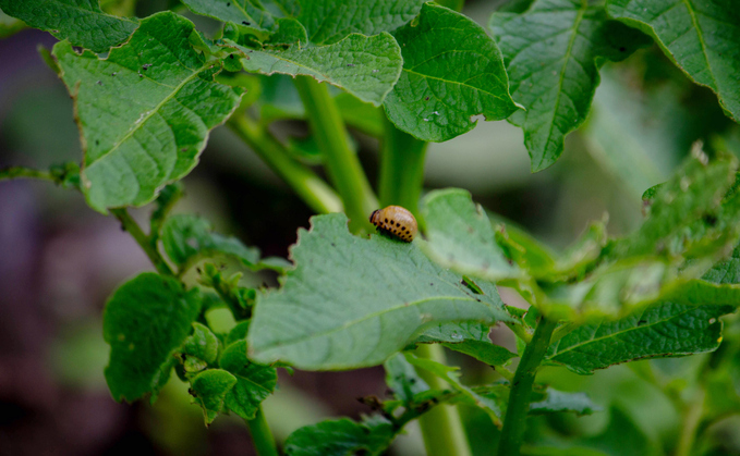 The Colorado beetle on a potato plant | Credit: iStock