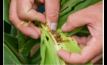  The GRDC is hosting a webinar this Friday on fall armyworm. Image: Megan Pope.