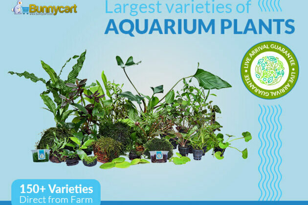 Kerala based aquarium plant farm introduces range of new aquarium plants