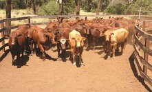 Aussie cattle herd set to spike