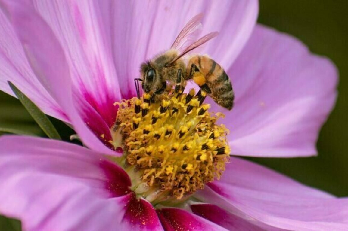 Deadlier than varroa, a new honey-bee parasite is spreading around the world