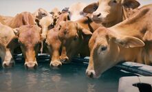 An automated water medication system can help to take the guesswork out of providing mineral supplements to cattle.
